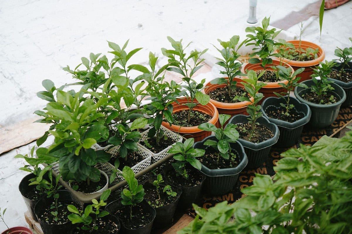 Potted plants in various containers under bright sunlight